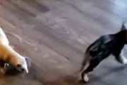 子猫「にげろ～♪」 フェレット「まてまて～！」 → カワイイ追いかけっこが始まった…
