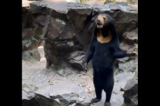 【動画あり】中国の動物園の熊、とうとう手を振り始める　完全に着ぐるみ