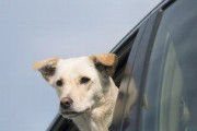 犬って車内に置いておいても耐えられる？