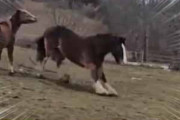 大きなウマが牧場の斜面を走ってきた。前足で急ブレーキ！ → そんな遊びをする馬はこちらです…