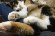 【ねこ画像】うちの猫様達の寝相がこちら…お嬢はへそ天半開き、坊ちゃんは全開きwww