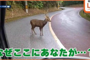 【沖縄】Youはなぜここに? 野生では生息していないシカ 沖縄本島北部の道路にひょっこり出没！動物保護の専門家も驚き