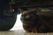 【ねこ画像】車の下のクロ？サビ？、こっちはクロ ほか【再】