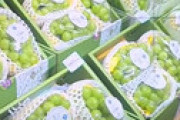 【画像】 韓国、日本から盗んだシャインマスカットを「K-Grape」としてブランディング開始　順調に自国のものとしてアピールし始める