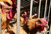 【悲報】中国、今度は四川省の養鶏場で鳥インフルエンザ発生・・・今月はじめにも湖南省で鳥インフルが見つかったばかり