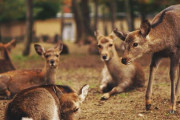 奈良市内の鹿は明治維新後に駆除され一時期40頭くらいまで減り絶滅寸前だったらしい