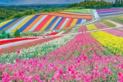 海外「なんという素晴らしい風景なんだ！最高だよ！」日本の富良野の花畑に外国人も驚嘆！