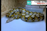 【速報】ニシキヘビの飼い主、憔悴して平均睡眠時間5時間に……流石に可哀想になってきたな