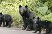 クマ出没件数、人身被害件数最悪の前年度を上回るペース…１～４月は直近４年で最多