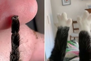 ここだけ見るとかわいい？タランチュラの足先が猫の肉球に似ている件（クモ出演中）
