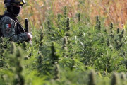 メキシコ軍がマリフアナ畑の一掃作戦を実施…兵士が焼却処分！