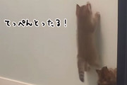 その肉球は吸盤か？末はスパイダーマン確定の子猫、壁を天井まで駆け上る