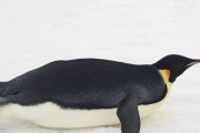 【悲報】なんJ民、ペンギンが腹這いになって滑るあの行動の名称を知らない