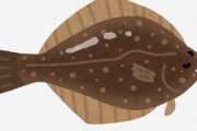 【珍魚】珍しい“右向き” ヒラメが水揚げ 突然変異か…セリにかけられ出荷