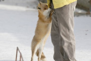 【速報】キツネ、ヒトに襲いかかる