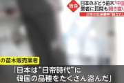 日本の“ぶどう”品種をパクった韓国農家を直撃「日本は日帝時代に韓国の品種をたくさん盗んだ。それも泥棒だ！」