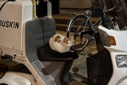 【画像】暇だからから深夜徘徊に出たら野良猫がバイク乗ってたｗｗ