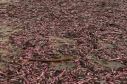 【閲覧注意】カリフォルニア州のビーチに大量の「ユムシ」が打ち上げられる・・・