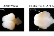 ドイツ「猿の脳を肥大化遺伝子組み込めば人間の脳になるし、人の脳を猿化させることにも成功」  [9/17]