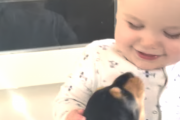 子犬とベビーが戯れるただかわいいだけの動画