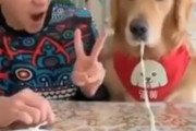 人間と犬、どっちが料理を先に食べれるか競争した結果ｗｗｗｗ　海外の反応