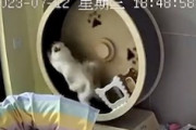 【ネコ】それは飼い主が悪い。不運な猫ちゃんの13秒動画(´･_･`)