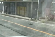 福岡市南区で目撃された野良ルンバの動画が人気に。