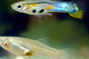 グッピーのオスには兄弟の「恋敵」を追い払う習性があると判明