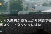 サリオス産駒が勝ち上がり好調で種牡馬スタートダッシュに成功