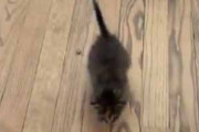 小さな子ネコが追いかけてくる。しっぽをプルプル！ → この破壊力です…