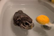 フクロウさん、入浴する