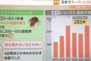 【悲報】トコジラミ、日本襲来。ガチでヤバい