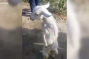 【悲報】ヤギさん、二足歩行を覚えてしまう