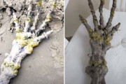 エイリアンの手？ブラジルのビーチで5本指の奇妙な手の形をした骨のような物体が発見。その正体は？