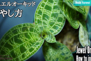 攻略サイト「この観葉植物は茎を切ると増やせます！」ワイ「ほう」ｽﾞﾊﾞｧ