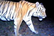 絶滅危惧のトラ、４年ぶりに撮影成功　タイ