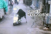 野良牛が盗んだバイクで走り出すシュールな光景（オンリーインド）