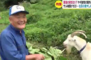 ヤギ放牧したら…サルによる農業被害ゼロに　見つめて近寄る習性が有効か