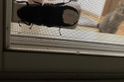 【画像】網戸にクワガタついてんだがｗｗｗｗｗｗｗ