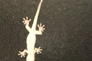 【画像】窓にトカゲ張り付いてたんだけどｗｗｗ