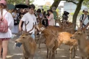 【動画】奈良公園の鹿に蹴り2発。シバきながら歩く男が撮影されて炎上中。