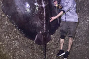 【画像】Twitter民、コラ画像みたいな巨大エイを釣り上げてしまう。世界記録へ