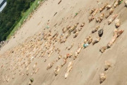 【中国/?】海岸に数万本の豚足が流れ着く