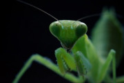 昆虫の中で何でカマキリだけ動物みたいな事ができるんだろう？