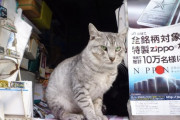 【ねこ画像】たばこ屋のねこ？、こどもとねこ ほか