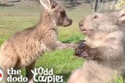 お互いに夢中なウォンバットとカンガルー「めっちゃオーストラリア感w」「これ拡散すれば人種差別なくなるかも」　海外の反応