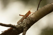 【バッタ】南米大陸でもバッタ大量発生【蝗害】