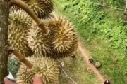【動画】ドリアンの収穫、地味に危なかったｗｗｗｗ