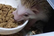 【朗報】ワイ、ハリネズミを飼い始める