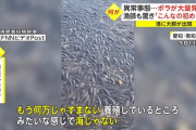【画像あり】ボラ、大量発生　お前らが想像する10倍は大量発生